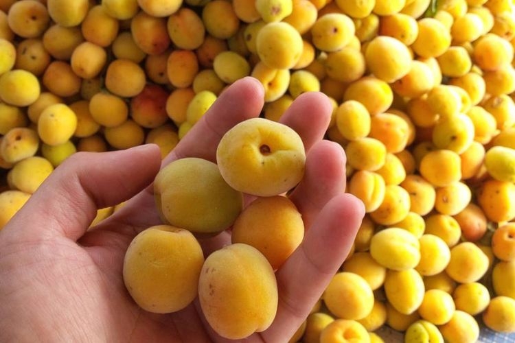 Bàn tay đang giữ vài quả mơ tươi màu vàng cam, phía dưới và xung quanh là một lượng lớn quả mơ tươi đang chờ chế biến.